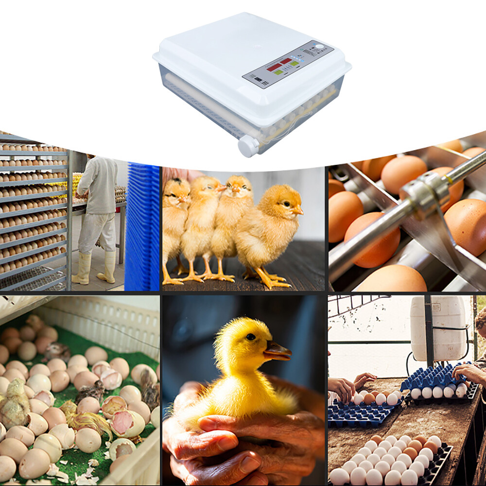 64 Eggs Egg Incubator Fully Digital Automatic Hatcher Fit Hatching Chicken Farm
