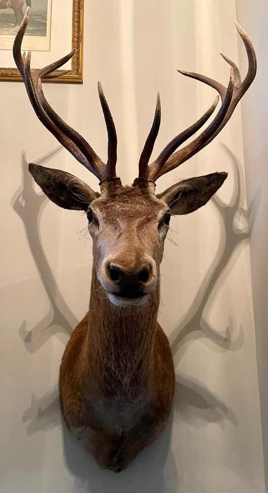 Large Trophy Monted Stag
