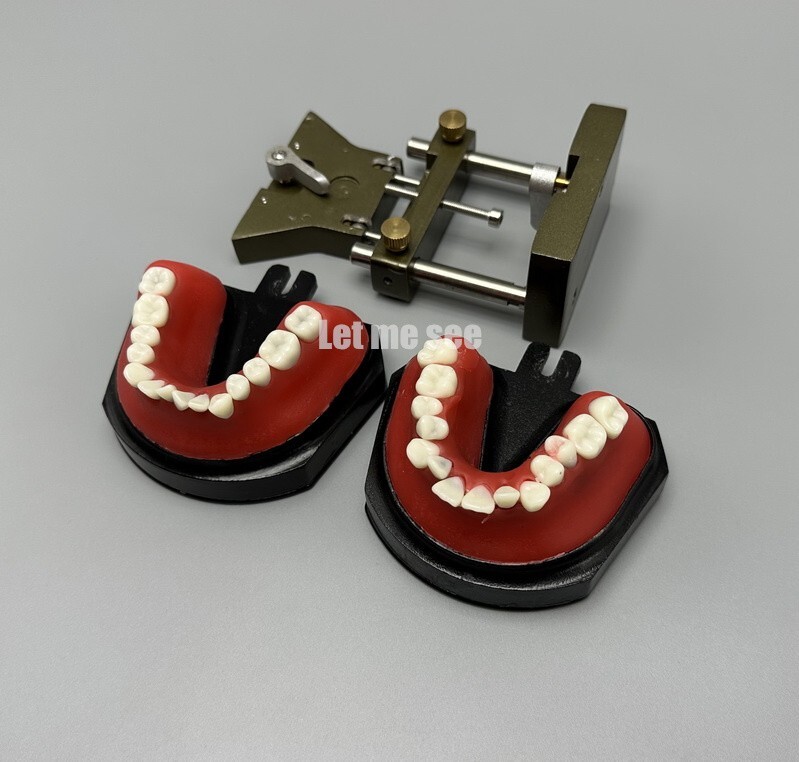 1set Dental Orthodontic Simulator Training Teeth Model Typodout Model