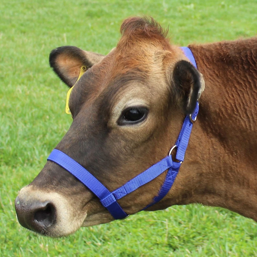 Improved X Large Nylon Halter For Cattle Adjustable Durable 1400-2000 Lbs Black