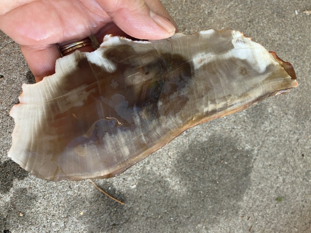 Agatized Petrified Wood Slab