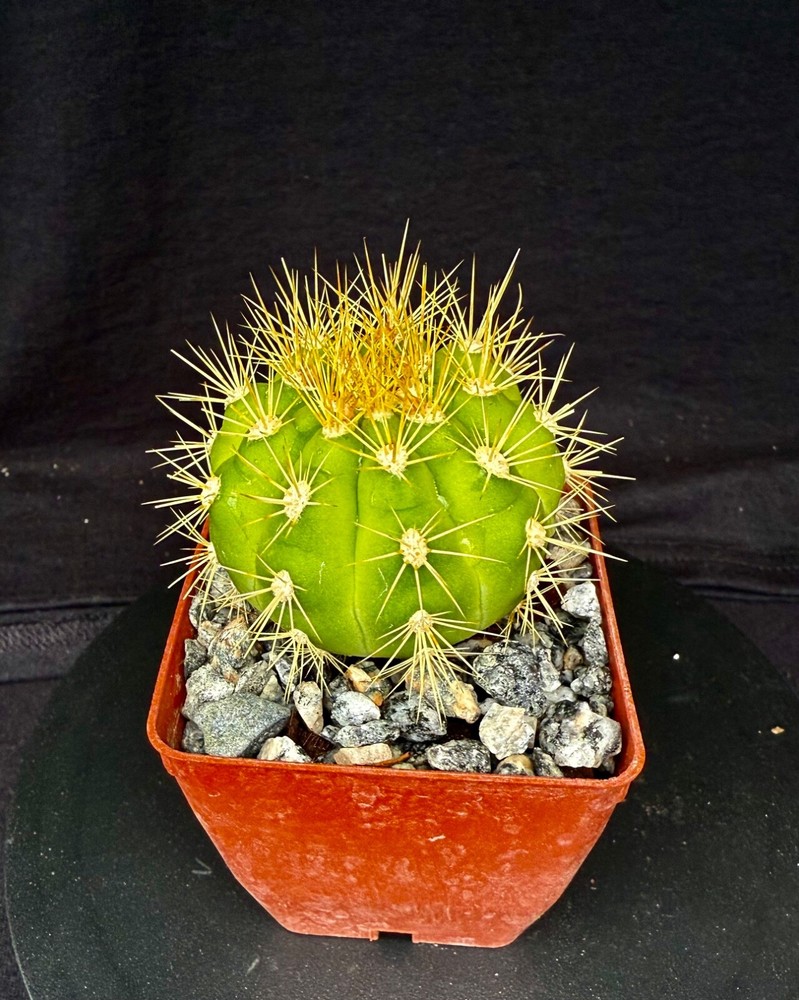 Gymnocalycium chacoense, cactus plant