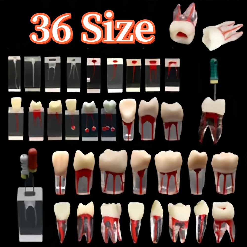 36 Sizes Dental Endodontic Root Canal RCT Practice Block Endo Tooth Study Models
