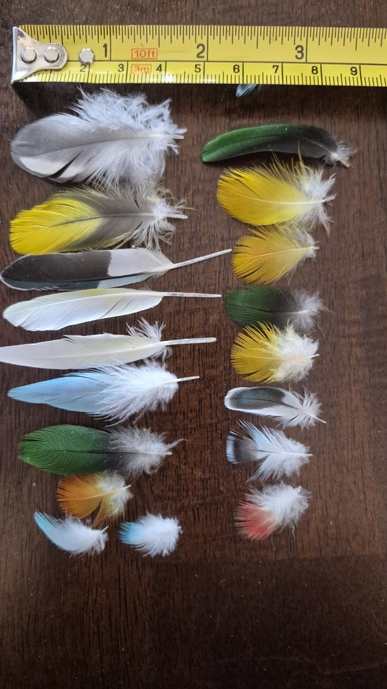 Natural Exotic Feathers Variety Fly Tying Craft