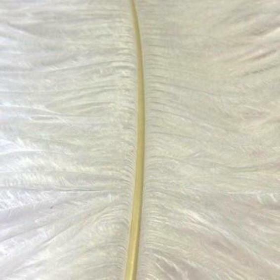 Ostrich Wing Feather Plumes 60-65cm (24-26") - White