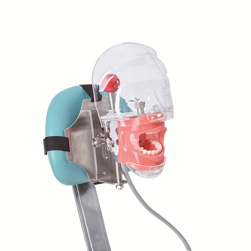 Dental Manikin Phantom Head Model Training Simulator Installed on Chair Headrest