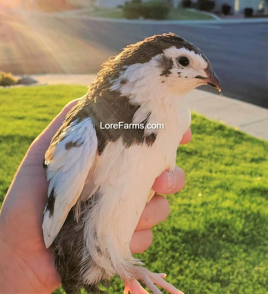 13 (+3 ext) LORE FARMS 💙 Celadon 100% TRUE Blue Coturnix Quail Hatching Egg