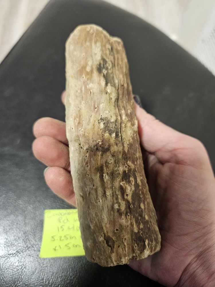 Zimbabwe Petrified Wood Specimen (15.4oz)