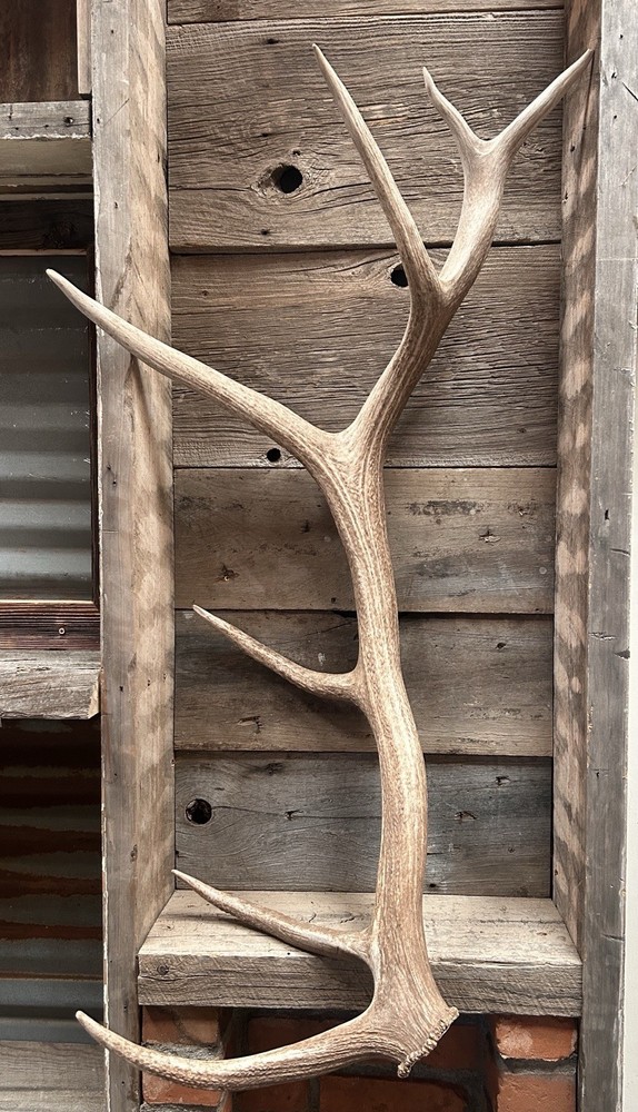 Large 7 Pt Elk Shed ~ Antler