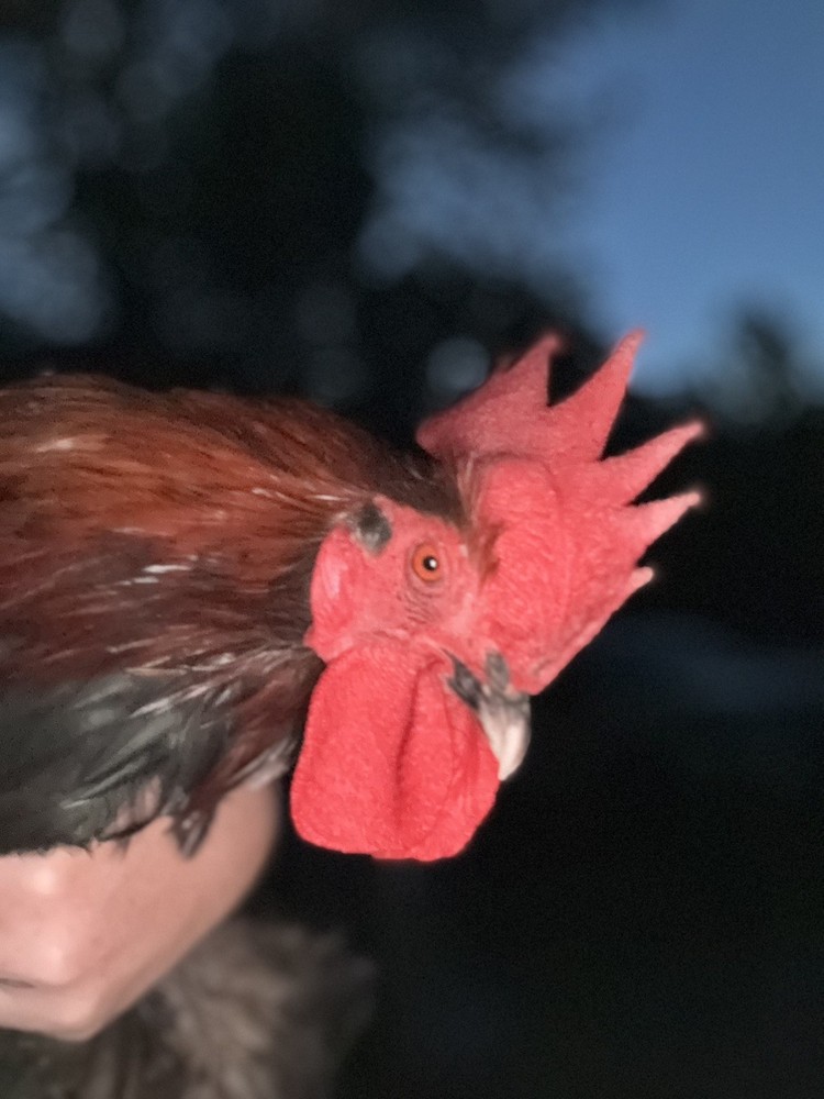 10 “Who’s Your Daddy?” RAINBOW Hatching Chicken Eggs 🤍🌈