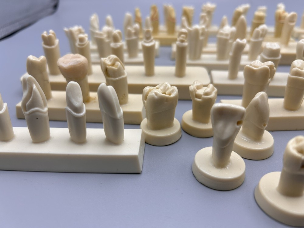 Columbia Dentoform Simulation Teeth Lot