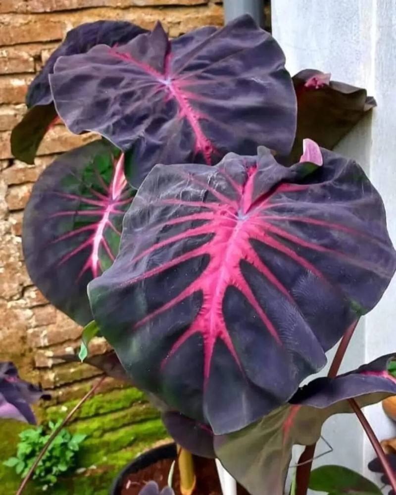 Colocasia Hybrid Red Devil medium size + phito ( no monstera no philodendron  )