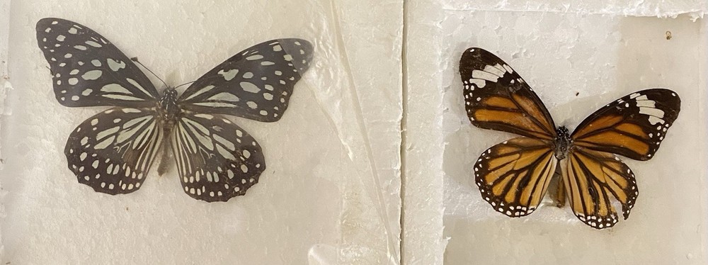Preserved butterfly specimens in resin frames
