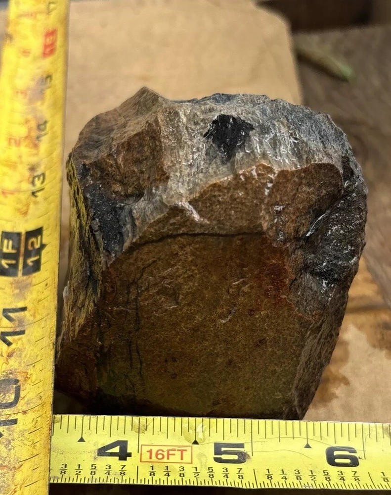 Tempskya petrified Palmwood
