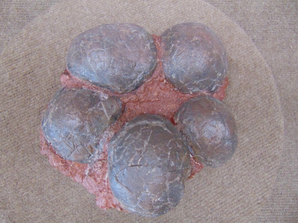 Mongolian dinosaur (Therizinosaur?) 5 egg nest cast replica