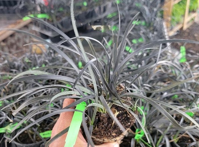 Black Mondo Grass - Live Plant- ( 1 QT )