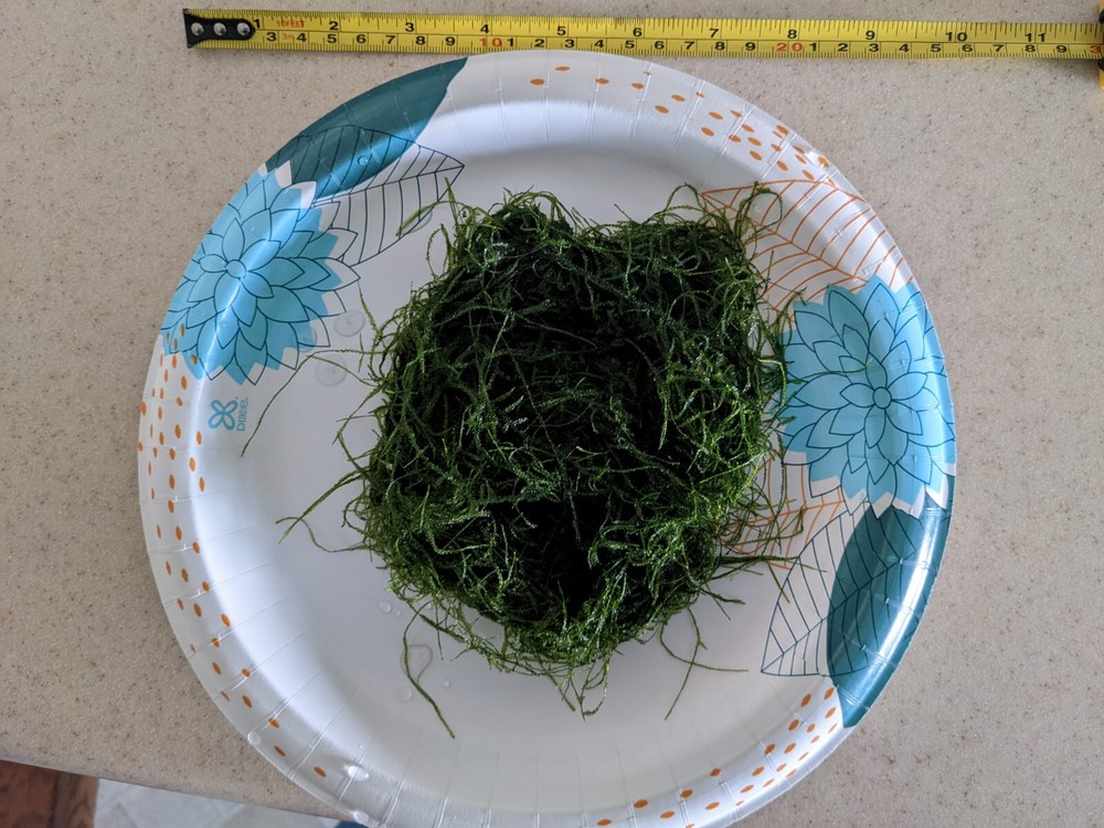 Freshwater Aquarium Java Moss - Snack Bag Portion