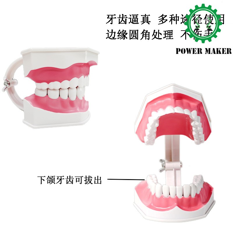 2 Times Dental Large Model Typodont Demonstration Model Brushing Learning