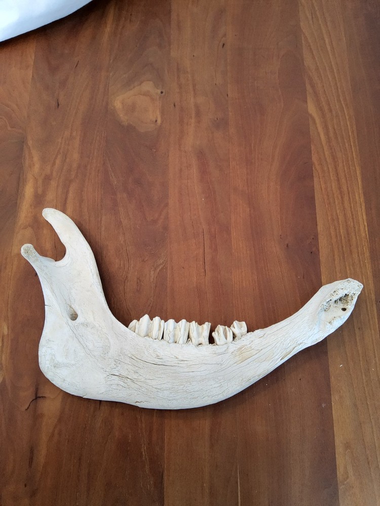 Moose Jaw Bone 50 Years Old