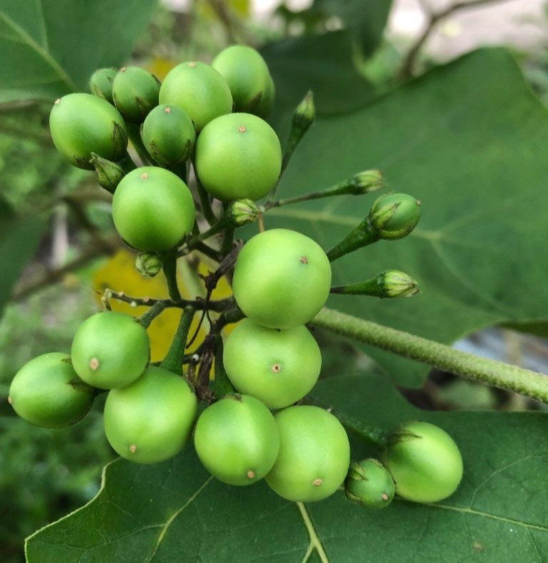 Authentic Thai Pea Eggplant (20 Seeds)