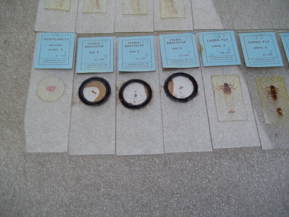 Vintage Glass Microscope Slides -