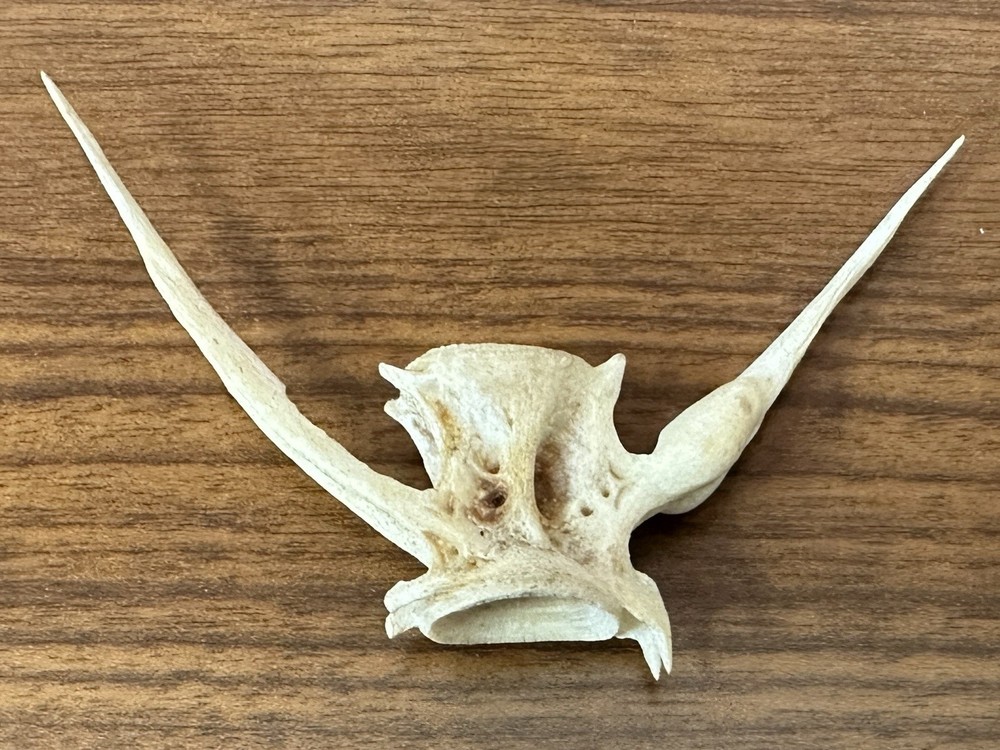 Fish Vertebrae Over 3” Long