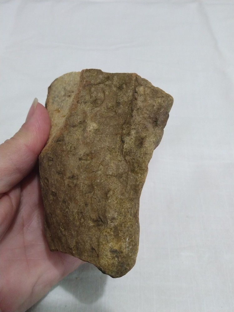 Stigmaria Fossil Root – Lepidodendron Carboniferous Lycopsid Tree Root