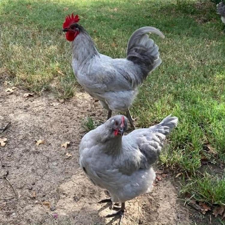 1 Dozen Lavender Orpington Hatching Eggs `