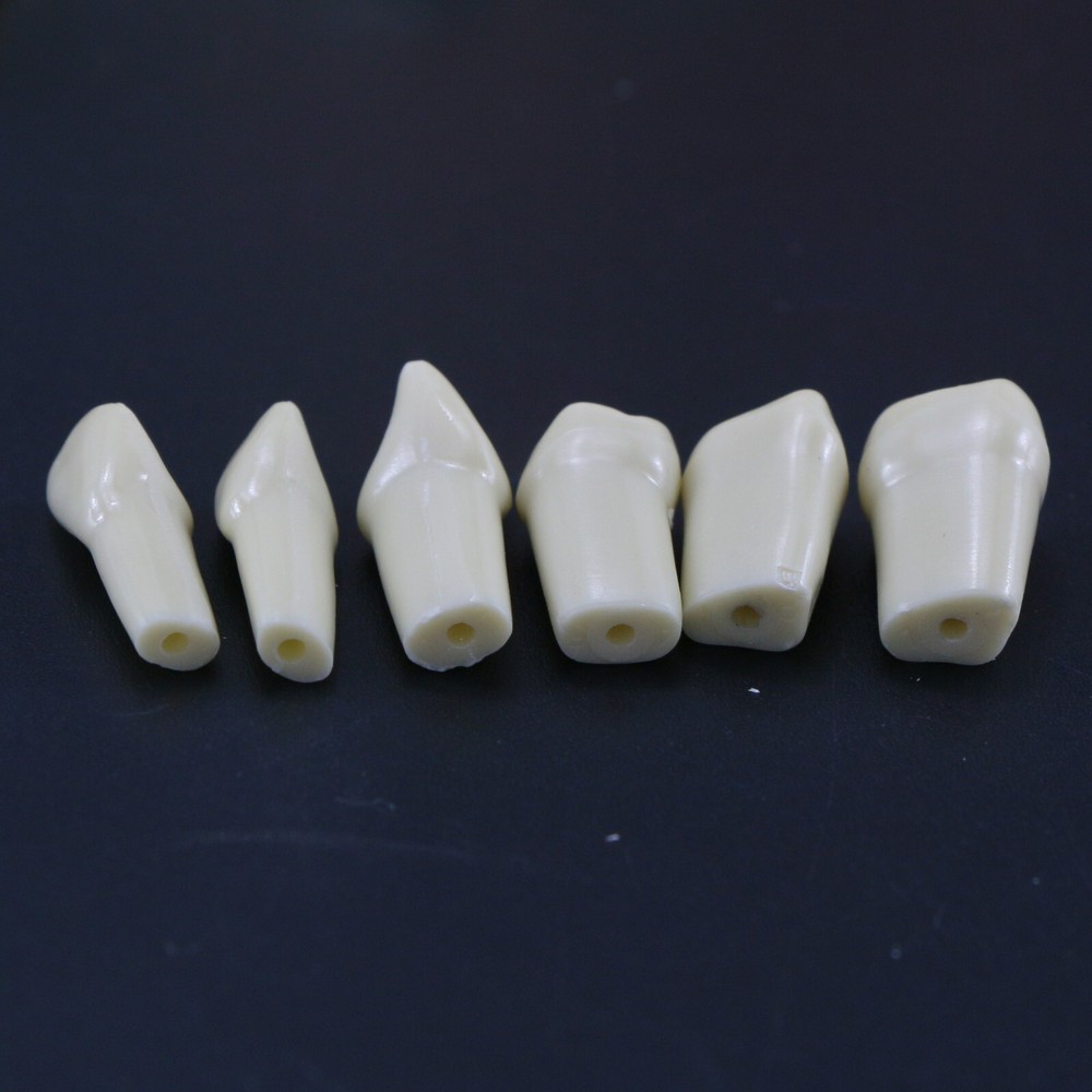 AG3 Type Dental Typodont Replacement 32PCS Screw-in Teeth Model Frasaco M8022