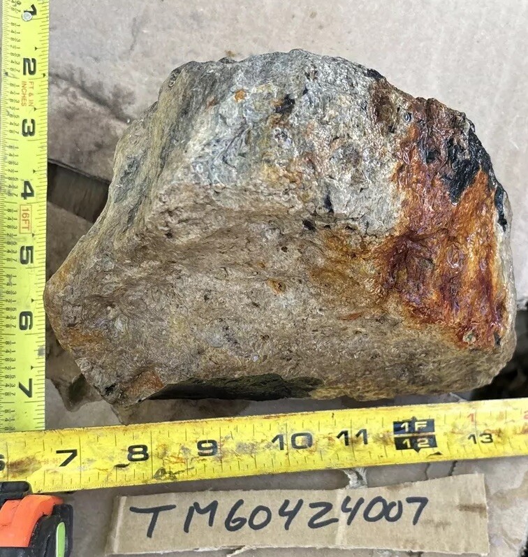 Tempskya petrified Palmwood
