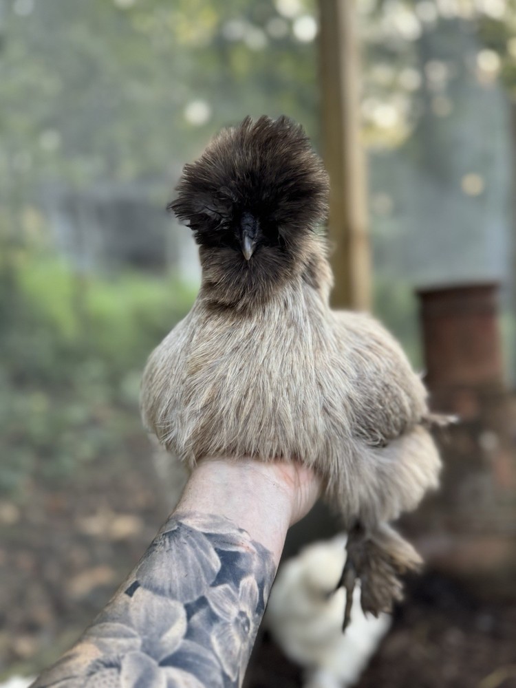 10 “Who’s Your Daddy?” Hatching Chicken Eggs 🤍