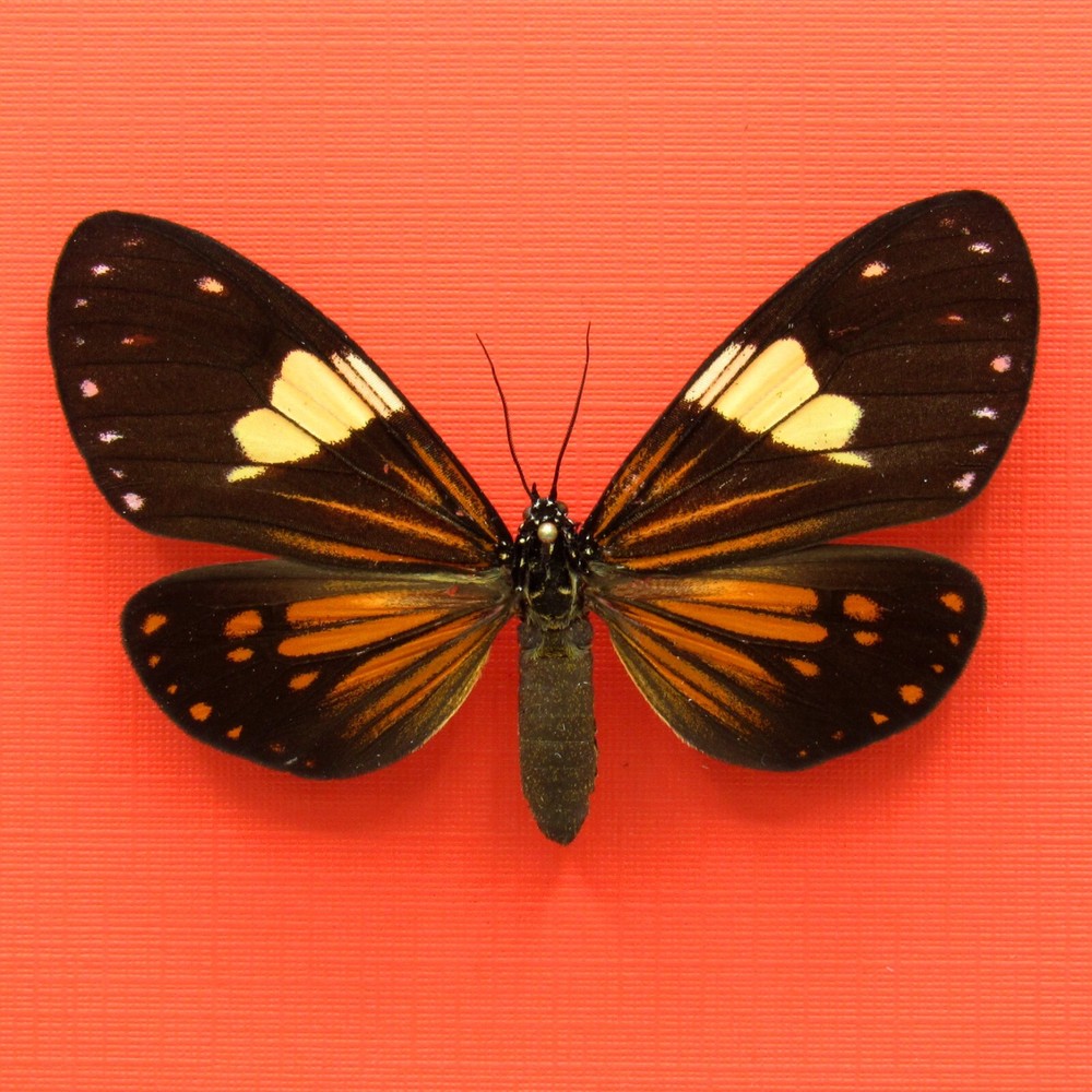 Real mounted orange moth - Chetone phyleis - A1