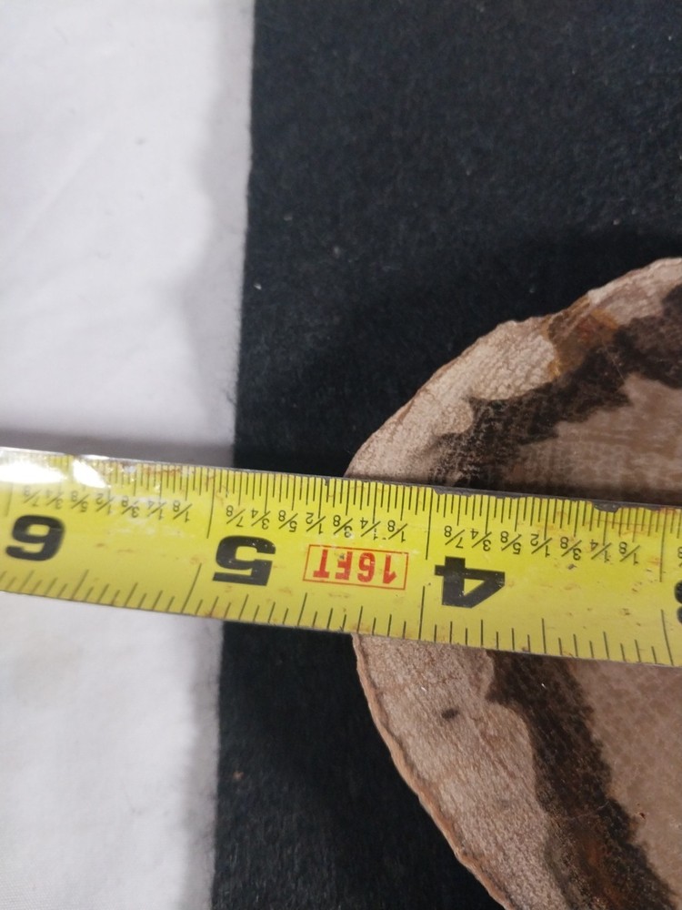 Petrified Wood Slab - Rings - Polished -