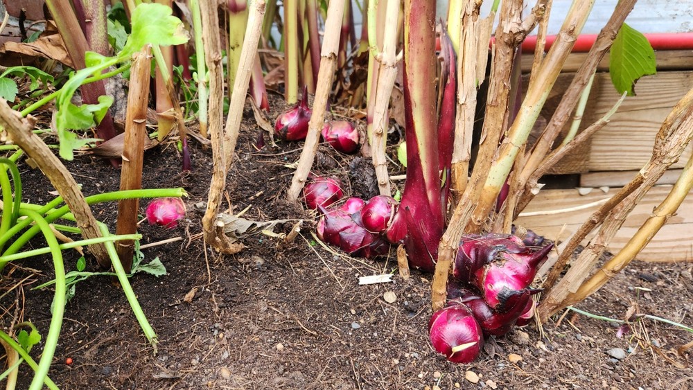 Canna Lily  12 Rhizomes