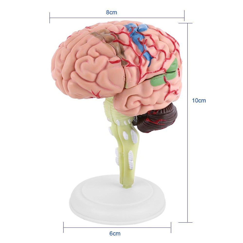 1pc Disassembled Anatomical Human Brain Model Teaching Tool Toy✈