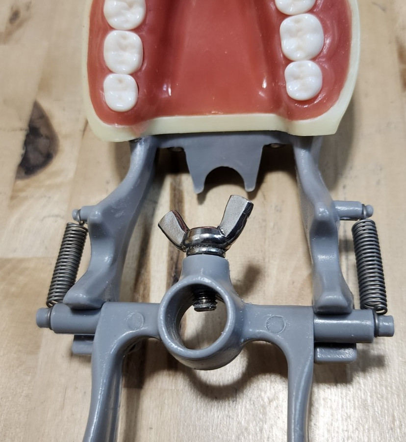 Dental Form w/ Removable Teeth Typodont Dentoforms (Qty 4)