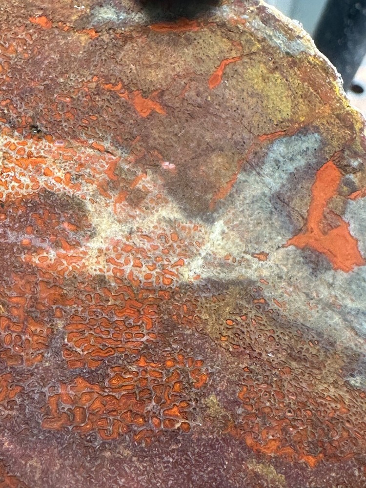 Dinosaur gem bone rough **hxtled large slab.