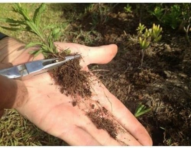 Ergonomic Sharktooth Weed Puller Tool - Effortless Root Removal for Gardeners