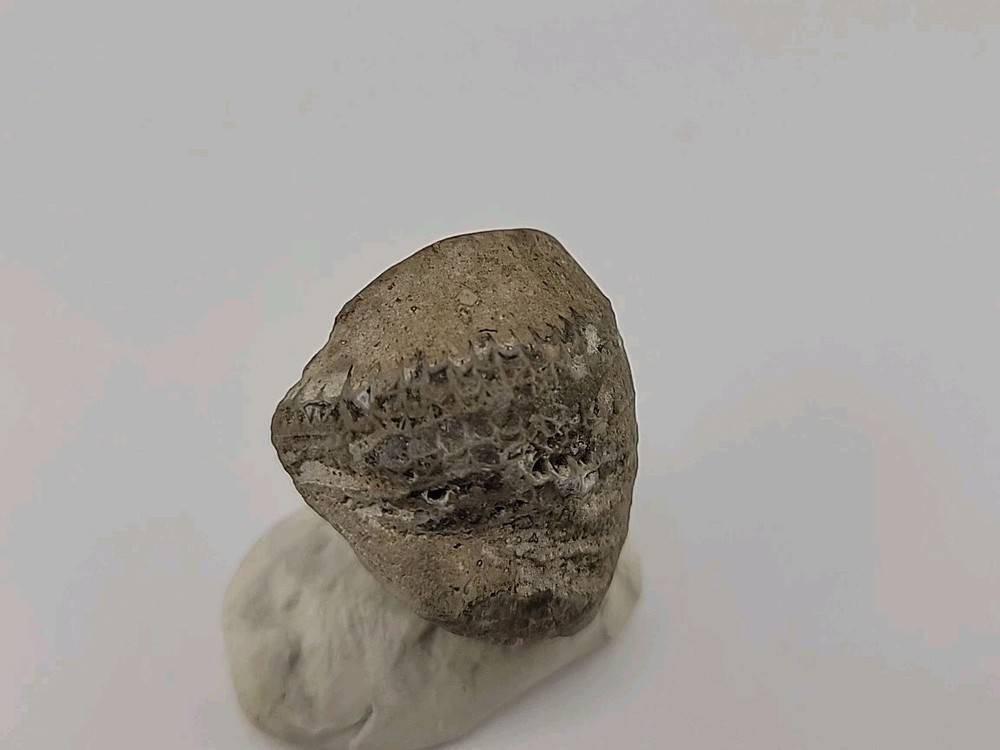 Egg Fossil Permineralized