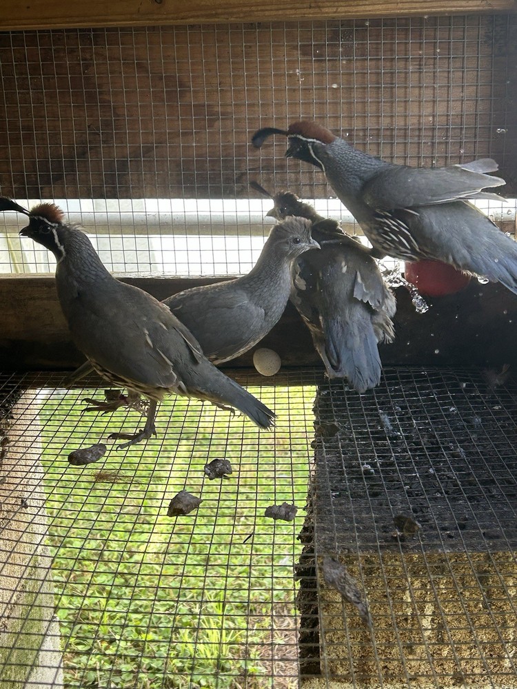 4 Gamble Quail Hatching Eggs