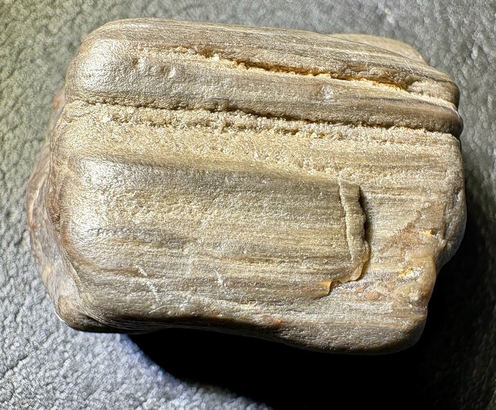 1 oz Petrified Wood