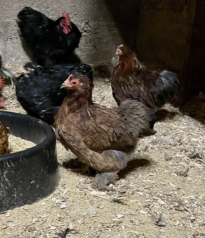 10 ++ FERTILE BANTAM COCHIN HATCHING EGGS Assorted Colors.