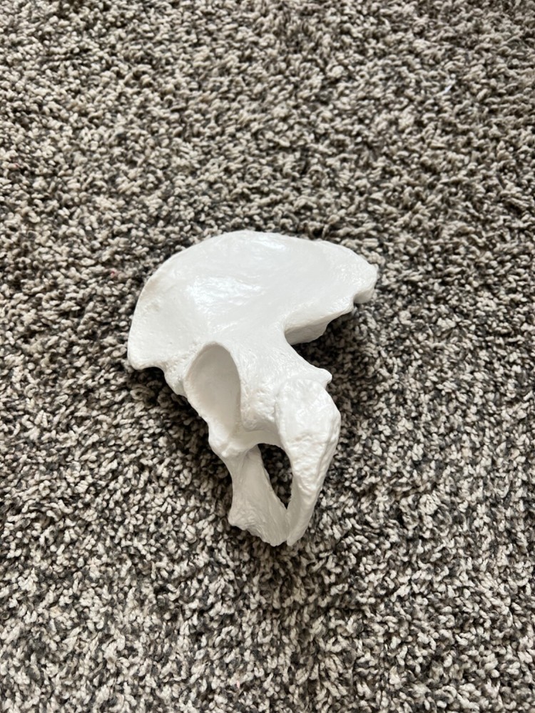 Axis Scientific Lower Extremity Bone Models