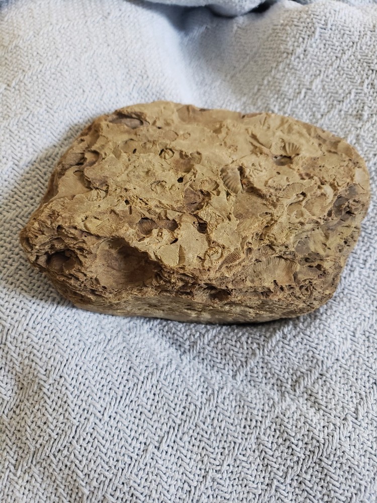 Large Fossil Slab Devonian Period