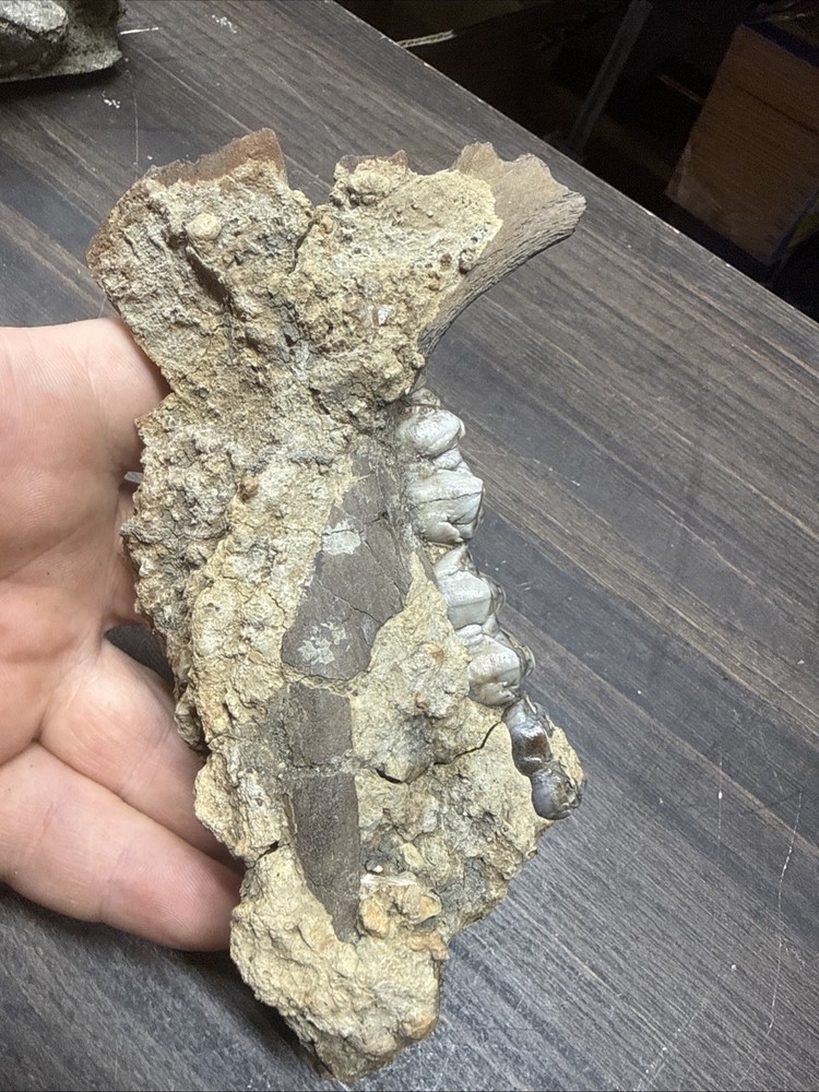 Unique Jaw Bone Fossil Specimen Fragile Unknown Species/Type