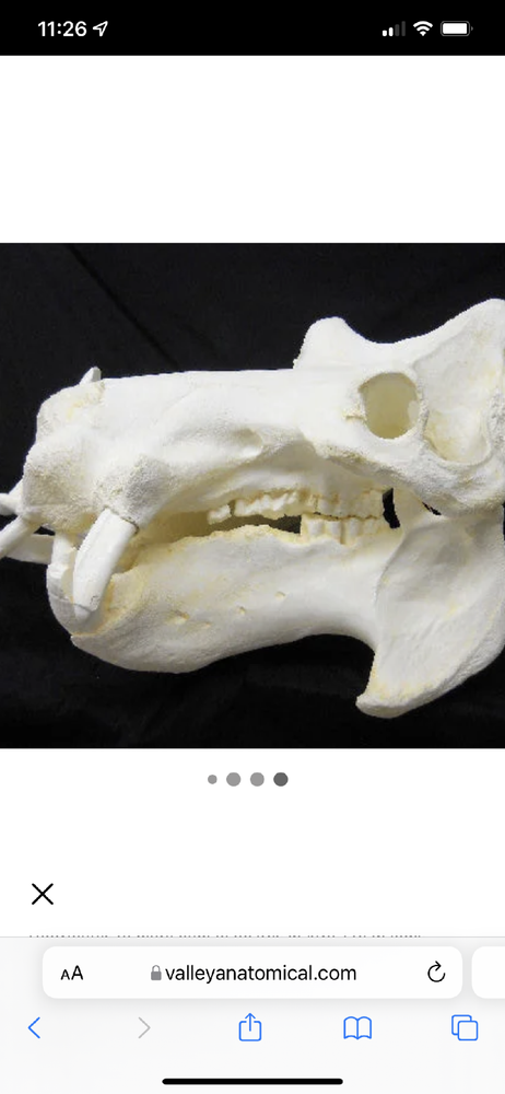 Hippopotamus Skull REPLICA