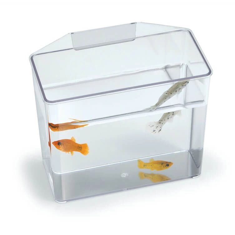 Lees Specimen Container- holding tank, observation , weak fish