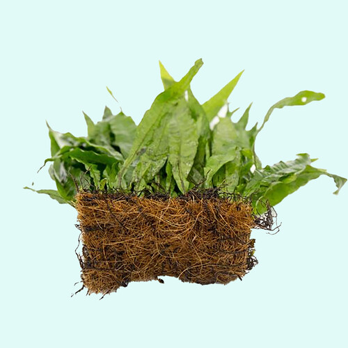BUY 2 GET 1 FREE Java Fern on HALF Mat Live Aquarium Plants