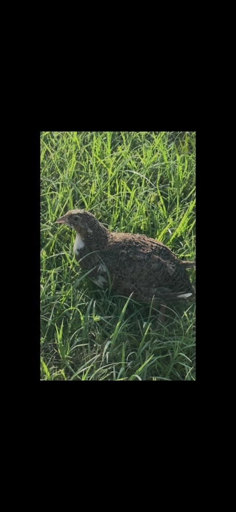 (60+ Total) 30 Celadon Blue/30 AssortedCoturnix Quail Hatching Eggs