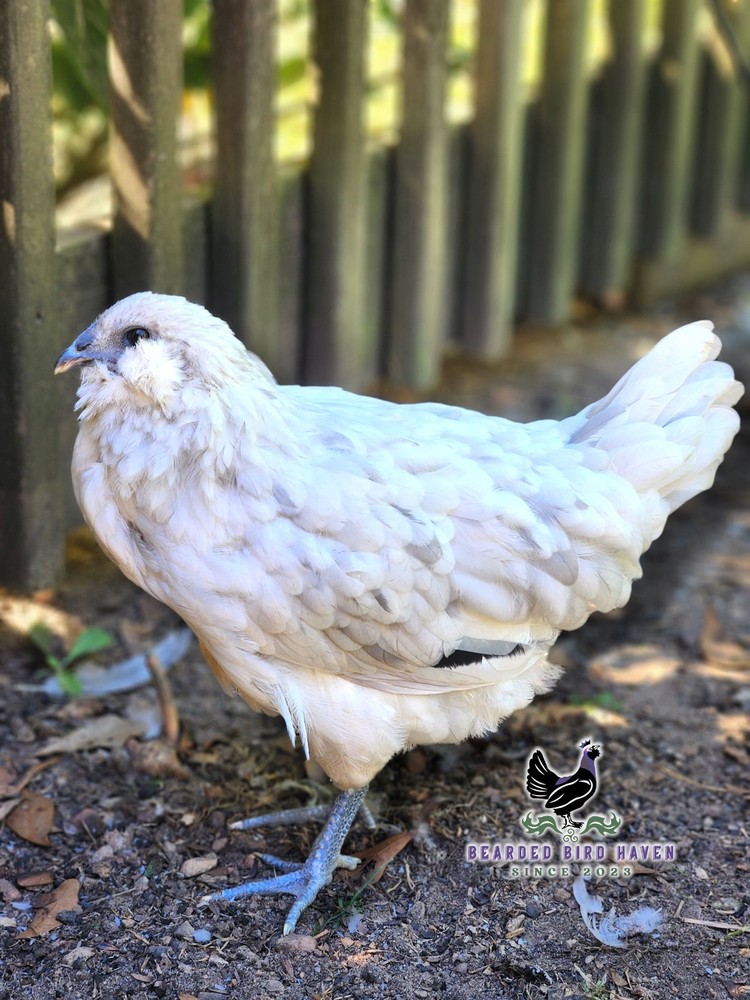 Easter Egger Hatching Eggs X6 (NPIP Certified: AI/PT Clean) + EXTRA